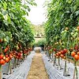 तरकारीमा बिषादीको प्रयोग बढी