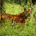 पुसमा बाघ गणना गरिने