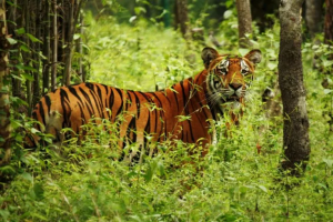 पुसमा बाघ गणना गरिने