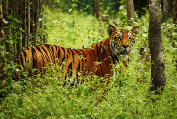 नदी तटीय क्षेत्रमा बाघको सङ्ख्या धेरै