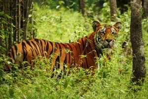 प्राकृतिक कारणले धेरैबाघ मरे