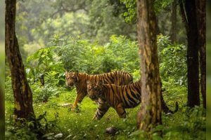 बस्ति पसेको बाघ नियन्त्रणमा लिईयो