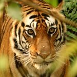 नेपालमा बाघको सङ्ख्या ४२९