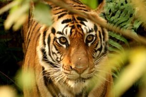 बाघको आक्रमणवाट माडीमा दुई जना घाईते