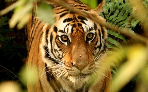 नेपालमा बाघको सङ्ख्या ४२९