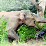 हात्तीको आक्रमणमा आमाछोराको मृत्यु