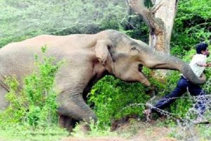 हात्तीको आक्रमणमा आमाछोराको मृत्यु