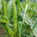 धानमा गवाँरोे र मकैमा फौजीकिरा