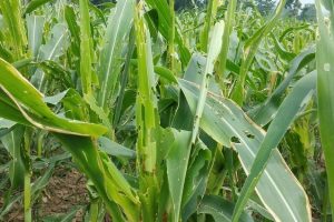 धानमा गवाँरोे र मकैमा फौजीकिरा