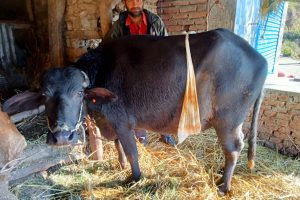 भैँसीको शल्यक्रिया गरेर सुत्केरी गराइयो!