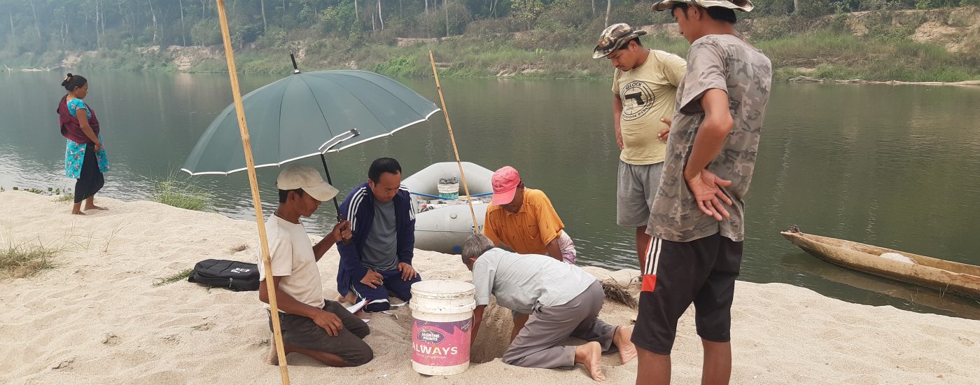 राप्ती नदीमा भेटियो १७ घडियालको गुँड