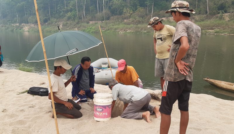 राप्ती नदीमा भेटियो १७ घडियालको गुँड