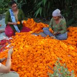 व्यावसायिक सयपत्री फूल उत्पादन