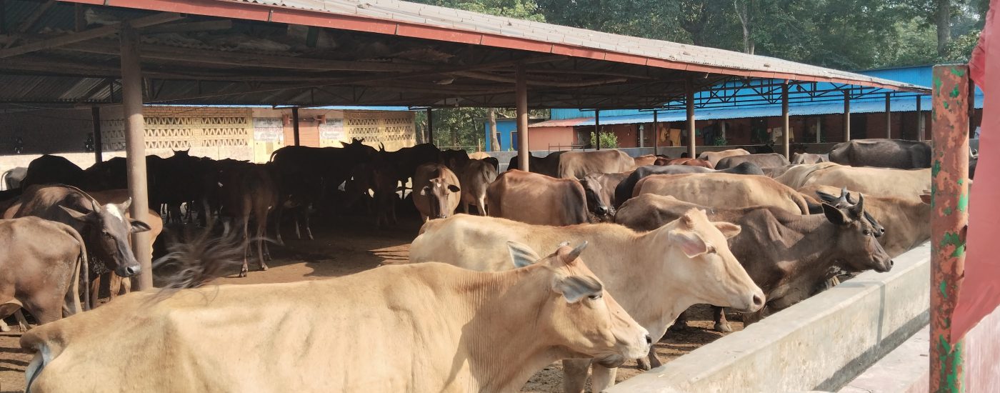 पशु चौपायमा कृत्रिम गर्भाधान