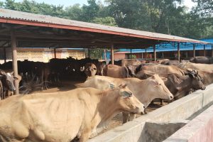 पशु चौपायमा कृत्रिम गर्भाधान