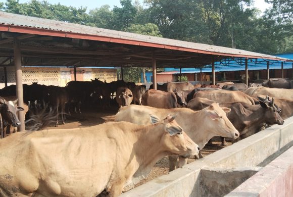 पशु चौपायमा कृत्रिम गर्भाधान