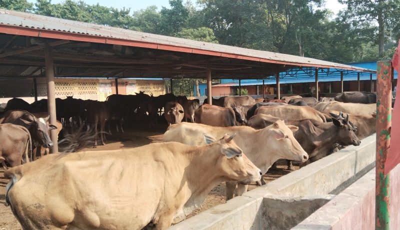 पशु चौपायमा कृत्रिम गर्भाधान