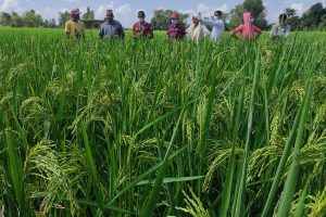 भूमिहीन किसानलाई जग्गा भाडामा अनुदान!