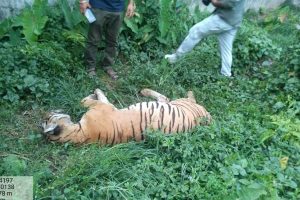 दुई जनाको ज्यान लिने नरभक्षी बाघ मर्याे