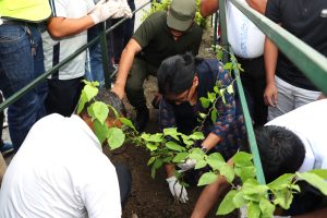 बृक्षारोपण भन्दा  संरक्षण कठिन