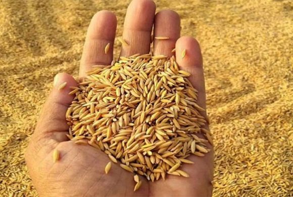 खैरहनी नगरपालिकाद्वारा धानको बीउमा ५० प्रतिशत अनुदान