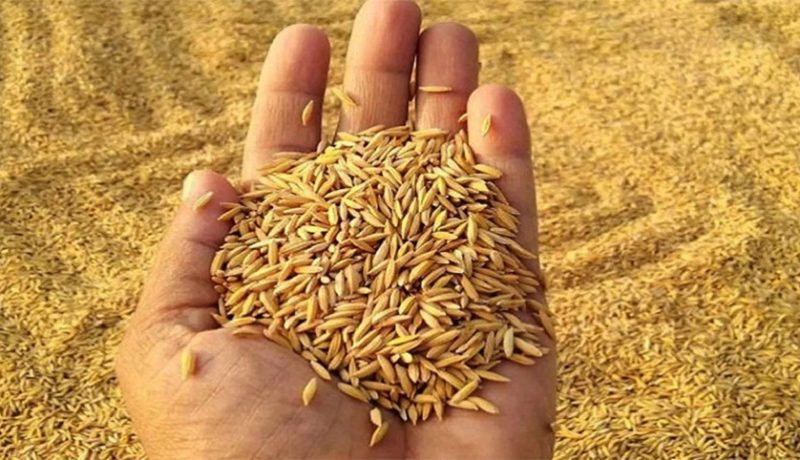 चितवनका किसानले पाएनन् चैते धानको समर्थन मूल्य