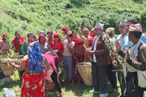झाडी फाँडेर घाँस खेती, घरघरमा बाख्रापालन