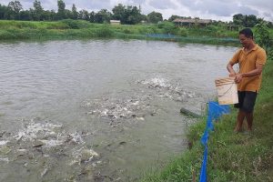 अवैध रूपमा भित्रिने माछाका कारण किसान समस्यामा