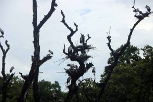 घुँगीफोर गरुडको प्रजनन केन्द्र बन्दै चितवनको बाटुलीपोखरी