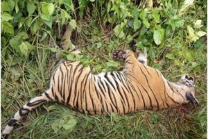 पर्साको ठोरीमा पाटेबाघ मृत भेटियो