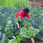 विदेशमा दुःख गर्नुभन्दा गाउँमै तरकारी फलाउँदा सुख