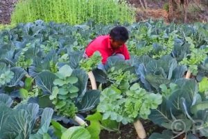 विदेशमा दुःख गर्नुभन्दा गाउँमै तरकारी फलाउँदा सुख
