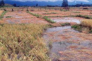 बेमौसमी वर्षाले किसान हैरान, ‘मोन्था’ चक्रवातको आंशिक प्रभाव नेपालमा