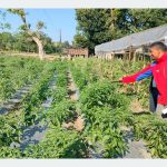 व्यावसायिक तरकारीखेती गरेर आत्मनिर्भर बन्दै मुक्तकमैया