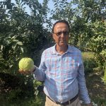 अवकासपछि अम्बा खेतीमा रमेका भट्टराई