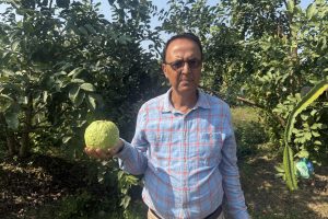 अवकासपछि अम्बा खेतीमा रमेका भट्टराई