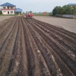 कृषि औजार मार्फत् आलु रोप्दै किसान