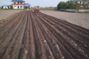 कृषि औजार मार्फत् आलु रोप्दै किसान