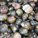 पाइन छाडे घोंगी, गङ्गटा र सुतही जस्ता जलचर