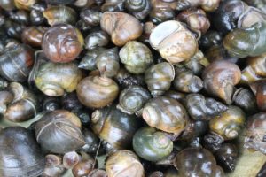 पाइन छाडे घोंगी, गङ्गटा र सुतही जस्ता जलचर