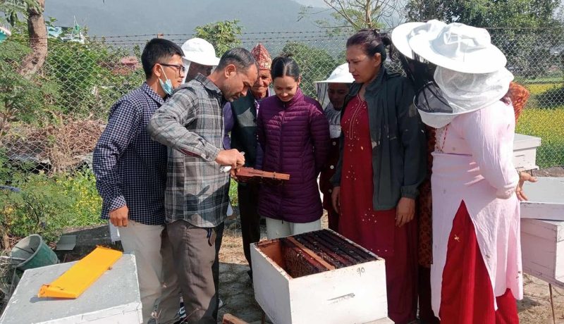 मौरीपालक किसानलाई आईपिएम पाठशाला