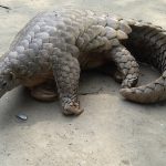 सालक सम्मेलन चितवनमा