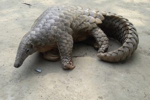 सालक सम्मेलन चितवनमा