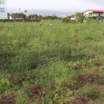 आश्रम व्यवस्थापन गर्न कुरिलो खेती