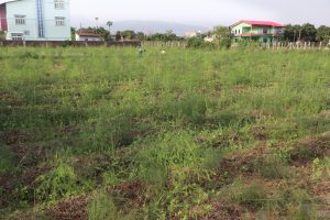 आश्रम व्यवस्थापन गर्न कुरिलो खेती