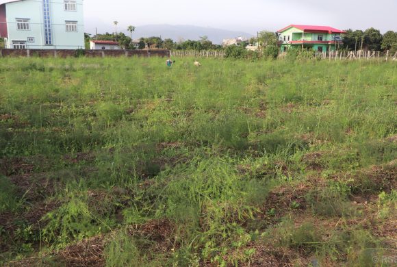 आश्रम व्यवस्थापन गर्न कुरिलो खेती