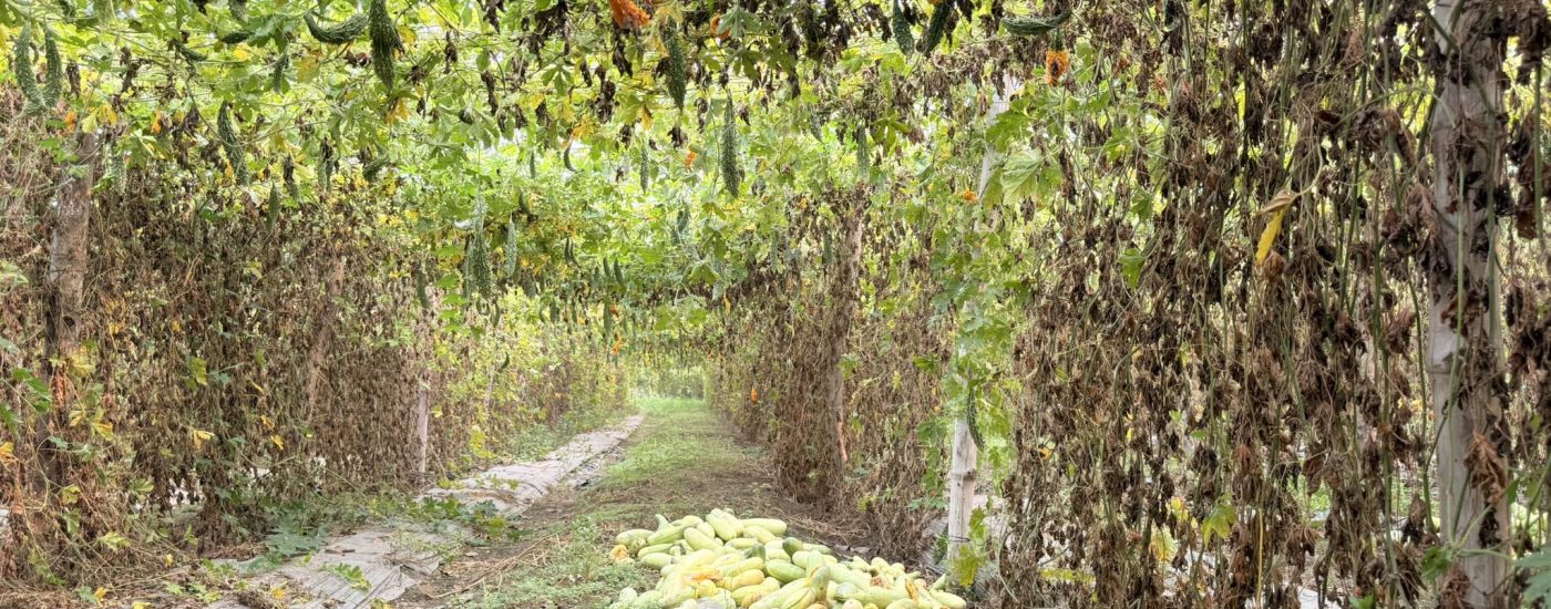 तरकारीले पाएन मूल्य