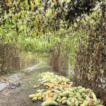 तरकारीले पाएन मूल्य