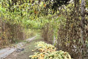 तरकारीले पाएन मूल्य