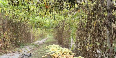 तरकारीले पाएन मूल्य